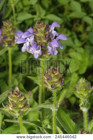 Large Selfheal - Prunella Grandiflora
Blue Mediterranean Flower