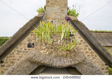 Close-up Of Iris On A Thachted Roof Of A Typical House Of Normandy, France