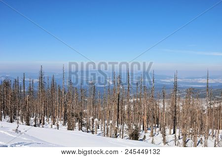 Landscape Of The Bavarian Forest In Winter Whit Snow Old Trunk And Treek