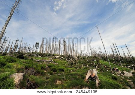 Landscape Of The Bavarian Forest In Winter Whit Snow Old Trunk And Treek