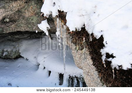 Landscape Of The Bavarian Forest In Winter Whit Snow Old Trunk And Treek