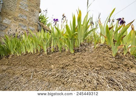 Close-up Of Iris On A Thachted Roof Of A Typical House Of Normandy, France