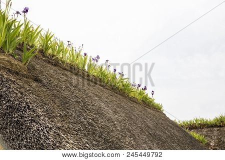 Close-up Of Iris On A Thachted Roof Of A Typical House Of Normandy, France
