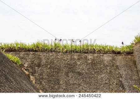 Close-up Of Iris On A Thachted Roof Of A Typical House Of Normandy, France