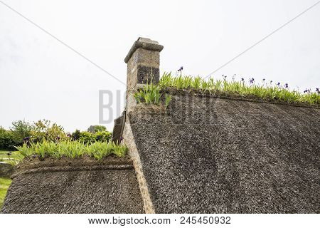 Close-up Of Iris On A Thachted Roof Of A Typical House Of Normandy, France