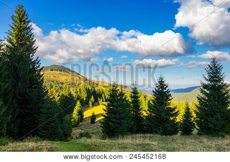 Mountainous Forest And Clouds. Tall Spruce Trees On Hillside. Mountain Peak And Valley In The Distan