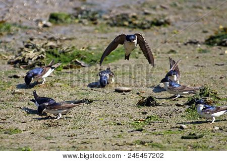 A House Martin Coming In To Land With Its Flock