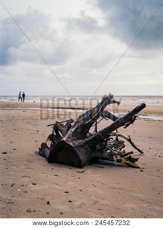 Stump Of Tree On Tusan Beach, Miri, Sarawak, Malaysia.