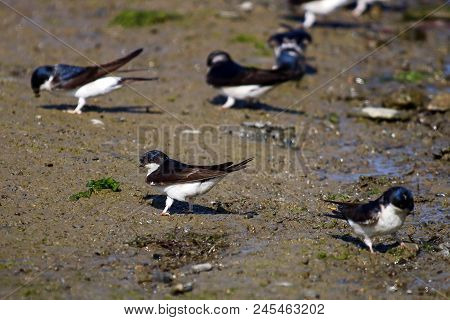 A Flock Of House Martins On A Mud Flat Gathering Mud For Their Nests