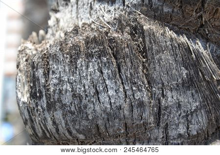 Close-up Of Natural Brown Palm Fibres Of A Palm Tree In The Sunlight. Natural Plant Fibres Of A Palm