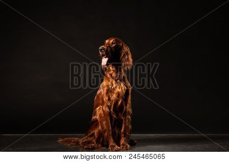 Portrait Of Irish Setter Dog Isolated On Black Background