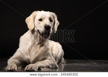 Portrait Of Cute Labrador Retriever On Black Background