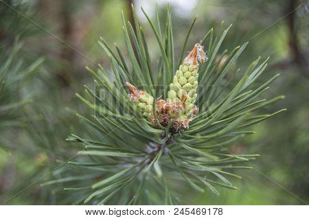 Pine Blossom, Strobile In Spring, Green Cone