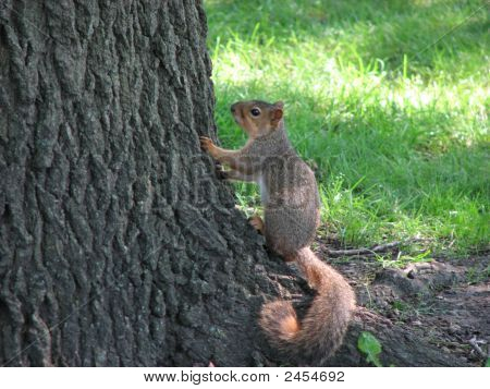 Eichhörnchen