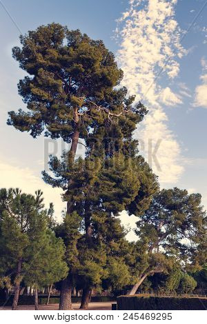 Pine Walk With A Huge Pine Tree In Retiro Park. Madrid. Spain.  Pinus Halepensis