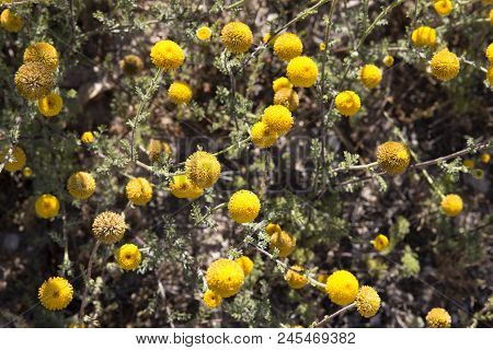 Background Of Yellow Medicinal Herbs. Yellow Flowers Santolina Chamaecyparissus