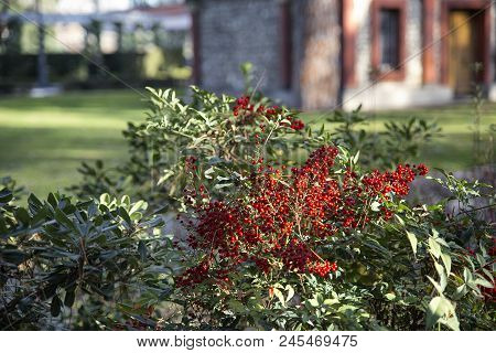 Shrub Of Red Fruits In The Parck. Aucuba Japonica