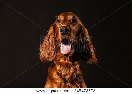 Portrait Of Irish Setter Puppy On Black Background