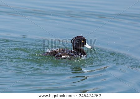 Natural Tufted Duck (aythya Fuligula) Grooming In Blue Water