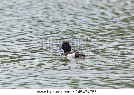 Male Natural Tufted Duck (aythya Fuligula) Swimming, Wave Pattern