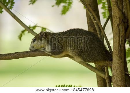 The Squirrels Are Lying On The Branches And Watching Something.