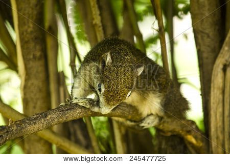 The Squirrels Are Lying On The Branches And Watching Something.