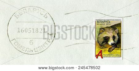 GOMEL, BELARUS, 30 NOVEMBER 2017, Stamp printed in Belarus shows image of the Nyctereutes procyonoides, circa 2014.