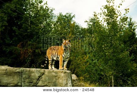 Olhando para fora do tigre