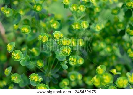 Fragile Plant Flower, Euphorbia Amygdaloides From Turkey