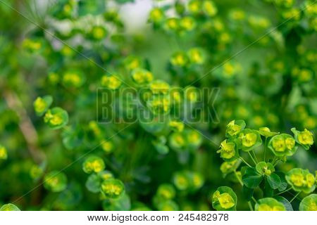 Fragile Plant Flower, Euphorbia Amygdaloides From Turkey