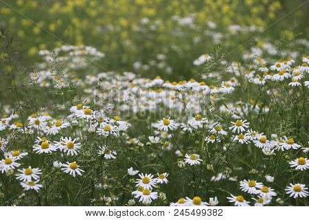 Field Full Of Daisies And Rapeseed In Grass Along A Road In Nieuwerkerk Aan Den Ijssel