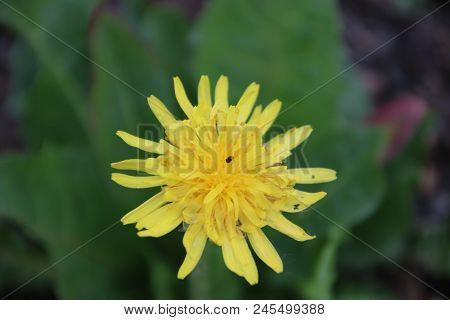 Dandelion In Close-up Along The Side Of The Road In Nieuwerkerk Aan Den Ijssel.