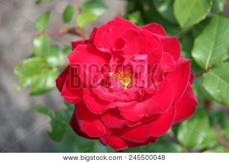 Flower Head Of A Red Rose In Garden In Nieuwerkerk Aan Den Ijssel