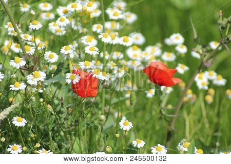 Poppies And Daisies Along The Roadside In Nieuwerkerk Aan Den Ijssel