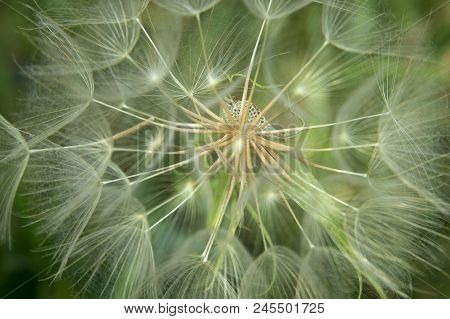 The Mature Dandelion Grows In The Meadow. After The Wind, Remain Empty Stems. The Wind Blows Fluffy 