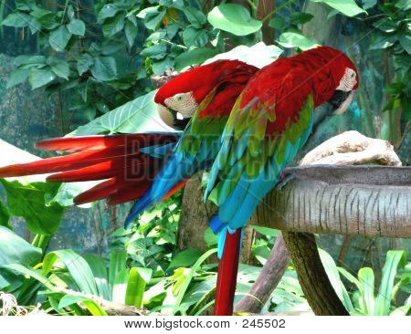 Pár papoušků Preening