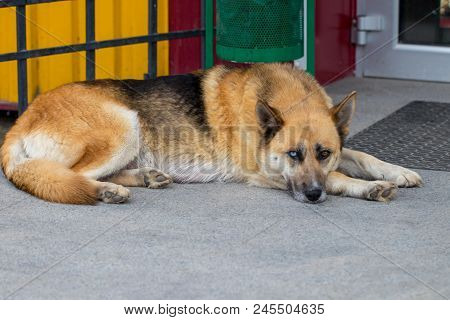 German Shepherd  Dog  The Lying On The Front Porch Of A Home