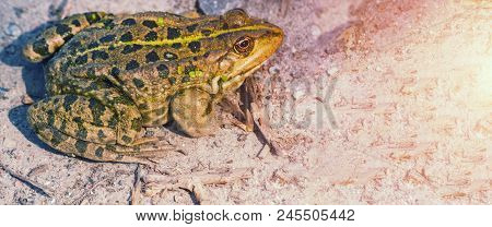 The Green Frog Sits On The Ground. The Swamp. Nature.