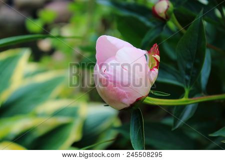 Pale pink peony bud in the garden. Peony macro. Peonies summer in a garden after rain. Peonies pink and white. Delicate bouquet of peonies. The care of garden plants. Landscape design