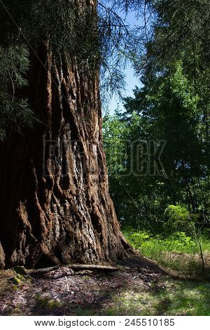 A Tower Of Strength: Nestled In A Quiet Grove Stands Tihs Tall Sequoia Near Lake Tahoe.  Outstanding