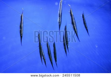 Razorfish, Aeoliscus Strigatus In Blue Water In Oceanarium