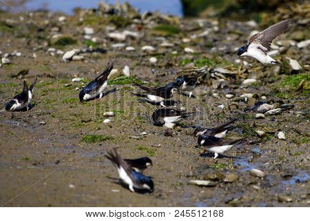 A Flock Of House Martins Gathering In A Patch Of Mud