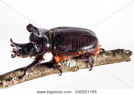 Ox Beetle - Strategus Aloeus, A Species Of Rhinoceros Beetle On Branch Isolated On White Background