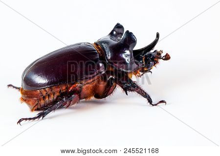 Ox Beetle - Strategus Aloeus, A Species Of Rhinoceros Beetle Isolated On White Background