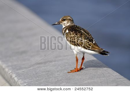 Rødmosset Stenvender fugl (arenaria Interpres)