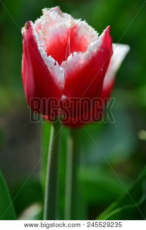Cummins Tulips At Windmill Island Tulip Garden