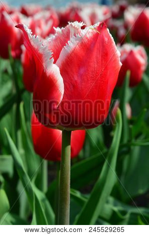 Canasta Tulips At Windmill Island Tulip Garden