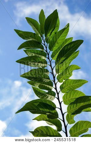 Fresh Green Annona Squamosa Leaves On Blue Sky