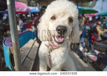 Poodle Dog Waiting Her Owner Shopping In The Market