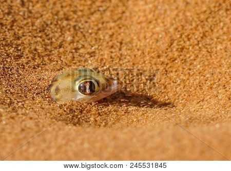 Palmato Gecko Pokes Its Head Out Of Sand Near Dunes At Hidden Vlei Sossosvlie, Namibia
